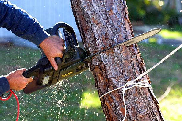 How Our Tree Care Process Works  in  Central Park, WA